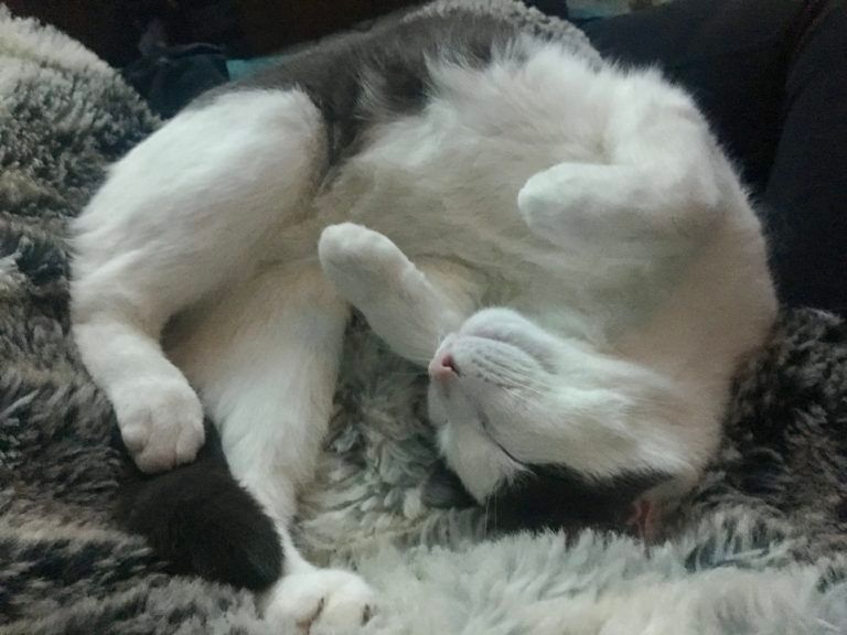 Tankboy the cat